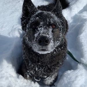 Meet your Posher, Casey